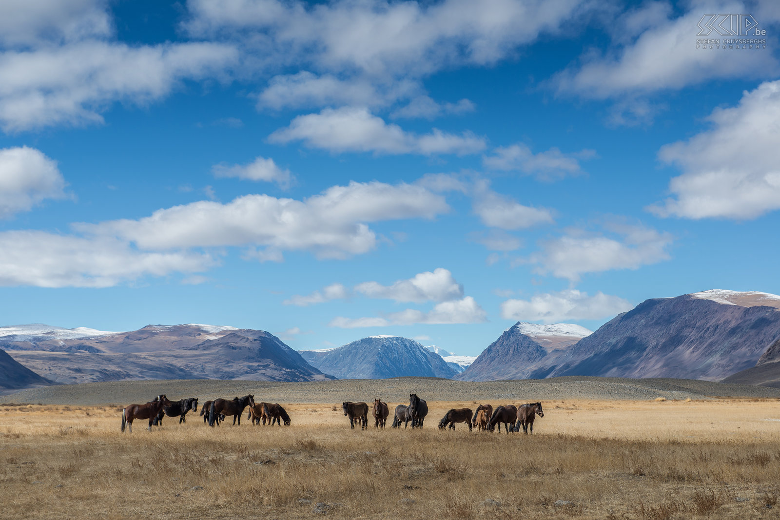 Altai Tavan Bogd - Paarden  Stefan Cruysberghs